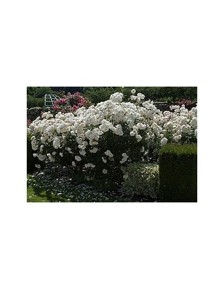 1 Planta de Rosal Blanco trepador (Rosa Albus Climbus) - Vivero por internet