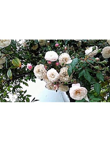 1 White Climbing Rose Plant (Rosa Albus...