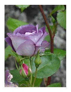 1 Purple Rose Plant (Rosa...