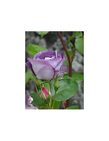 1 Purple Rose Plant (Rosa Purpurea) - Nursery by Internet