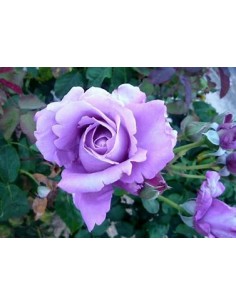 1 Purple Rose Plant (Rosa... 2