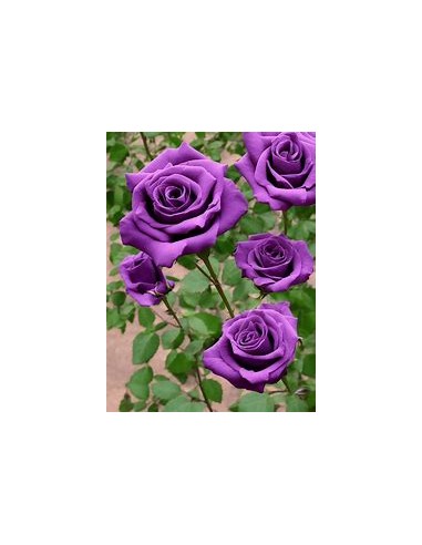 1 Planta de Rosal Morado ( Rosa Purpurea) -...