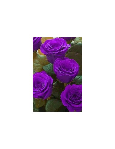 1 Planta de Rosal Morado ( Rosa Purpurea) -...