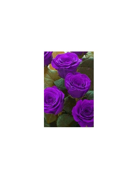 1 Planta de Rosal Morado ( Rosa Purpurea) - Vivero por internet