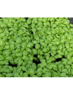 1 Planta de Albhaca...