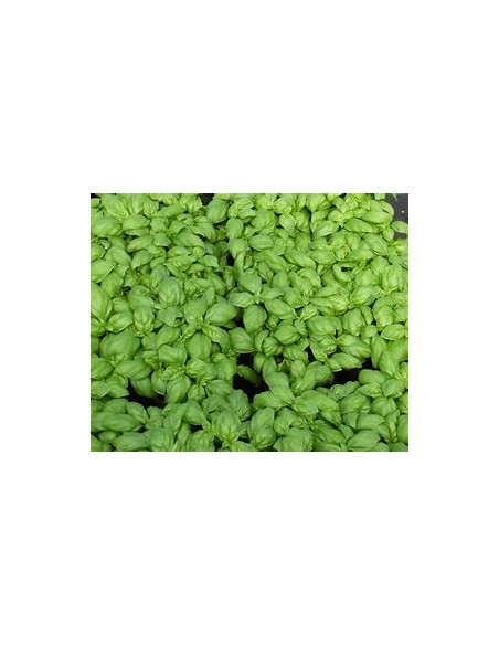 1 Albhaca variegata plant (Ocimum basilicum 'Variegata') - Online Nursery