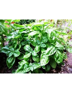 1 Planta de Albhaca... 2