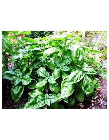 1 Albhaca variegata plant (Ocimum basilicum...