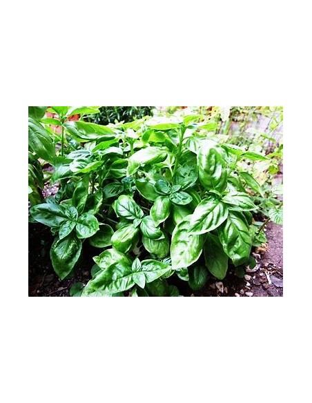 1 Albhaca variegata plant (Ocimum basilicum 'Variegata') - Online Nursery