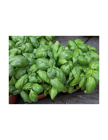 1 Albhaca variegata plant (Ocimum basilicum...