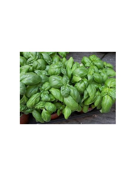 1 Albhaca variegata plant (Ocimum basilicum 'Variegata') - Online Nursery