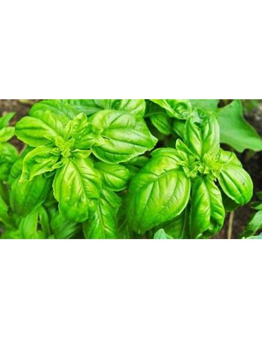 1 Albhaca variegata plant (Ocimum basilicum...