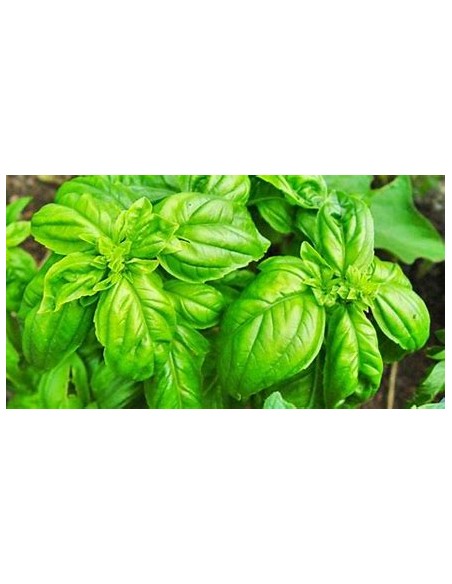 1 Albhaca variegata plant (Ocimum basilicum 'Variegata') - Online Nursery