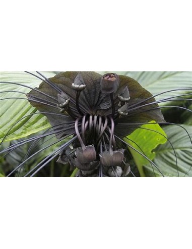 1 Planta de Tacca chantrieri ''La flor murcielago negra' - Vivero por internet