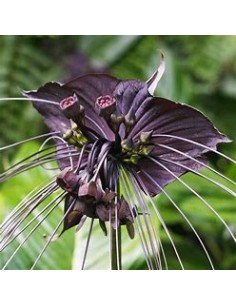 1 Plant of Tacca chantrieri... 2