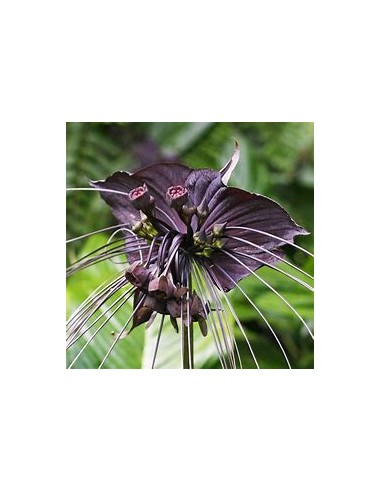 1 Plant of Tacca chantrieri ''The black bat...