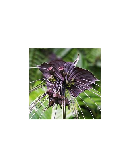 1 Plant of Tacca chantrieri ''The black bat flower'' - Online Nursery