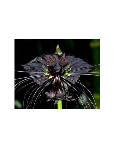 1 Plant of Tacca chantrieri ''The black bat...