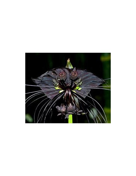 1 Plant of Tacca chantrieri ''The black bat flower'' - Online Nursery