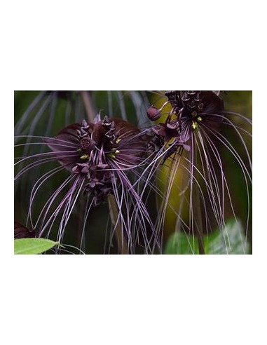 1 Planta de Tacca chantrieri ''La flor...