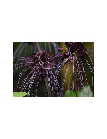 1 Plant of Tacca chantrieri ''The black bat flower'' - Online Nursery