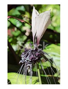 1 Planta de Tacca...