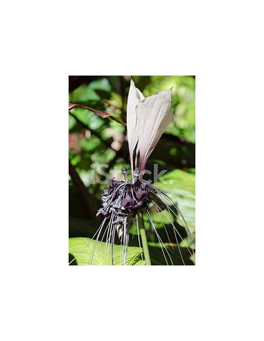 1 Planta de Tacca integrifolia flor murcielago blanca - Vivero por internet