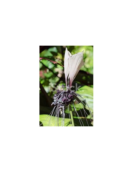 1 Tacca integrifolia white bat flower plant - Online nursery