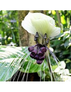 1 Planta de Tacca... 2