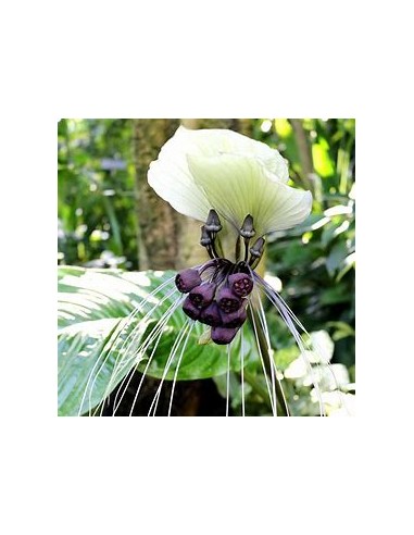 1 Tacca integrifolia white bat flower plant -...