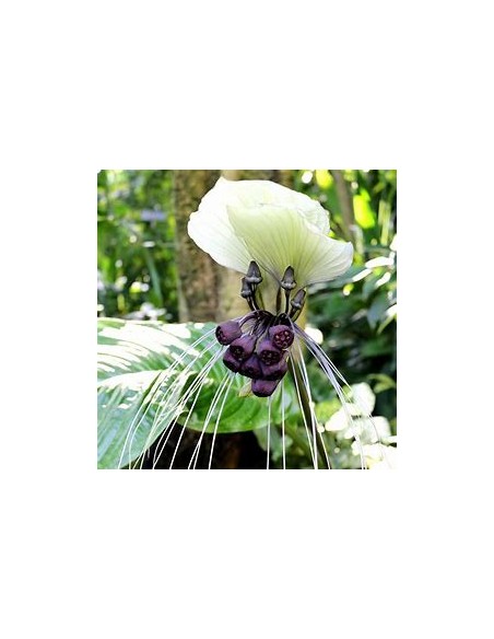 1 Tacca integrifolia white bat flower plant - Online nursery