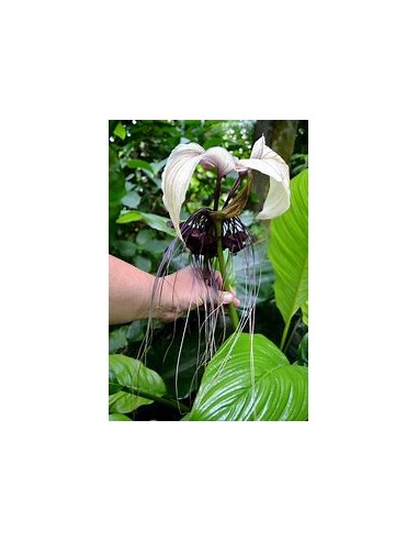 1 Tacca integrifolia white bat flower plant -...