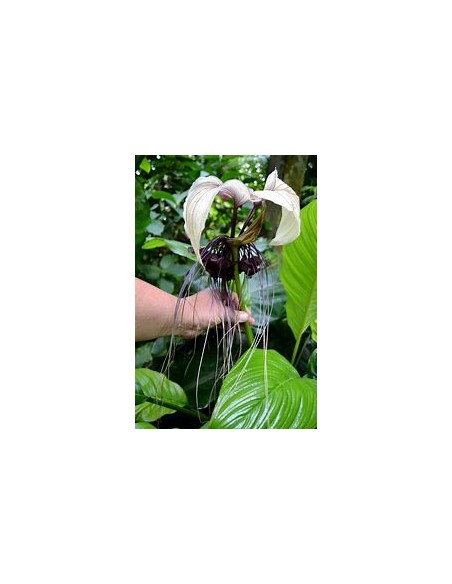 1 Tacca integrifolia white bat flower plant - Online nursery