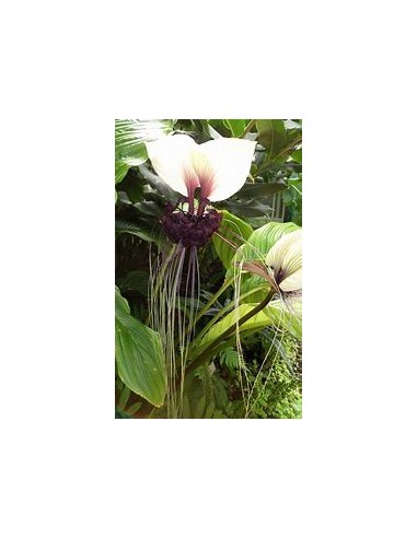 1 Tacca integrifolia white bat flower plant -...