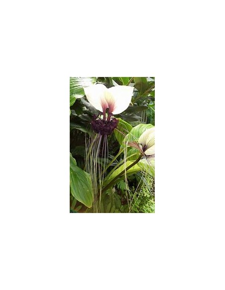 1 Tacca integrifolia white bat flower plant - Online nursery