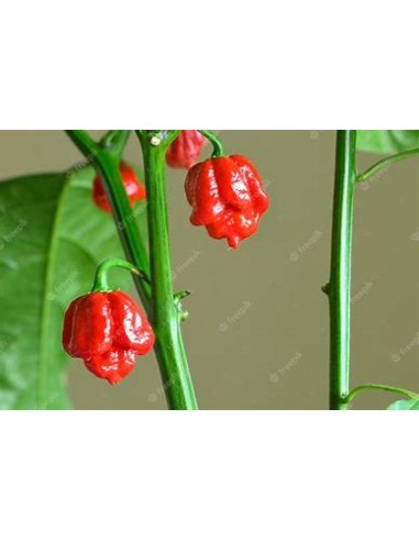 1 Planta de Chile ''Carolina reaper rojo' (Capsicum chinense )- Vivero por internet