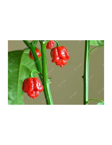 1 Chili plant ''Carolina reaper rojo'' (Capsicum chinense )- Nursery by Internet
