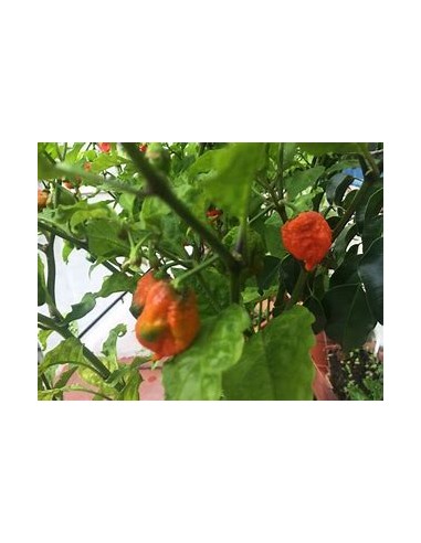 1 Chili plant ''Carolina reaper rojo''...