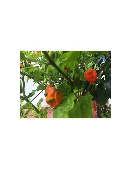 1 Chili plant ''Carolina reaper rojo'' (Capsicum chinense )- Nursery by Internet