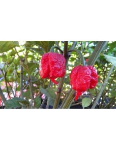 1 Planta de Chile... 2