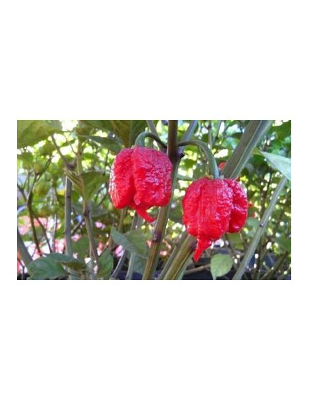 1 Chili plant ''Carolina reaper rojo'' (Capsicum chinense )- Nursery by Internet