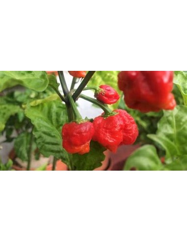 1 Chili plant ''Carolina reaper rojo''...