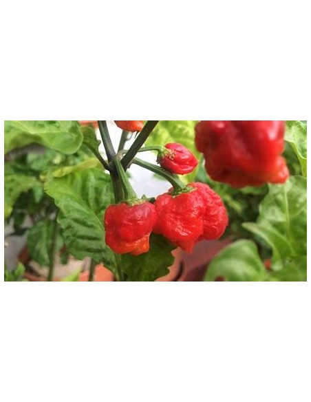 1 Chili plant ''Carolina reaper rojo'' (Capsicum chinense )- Nursery by Internet