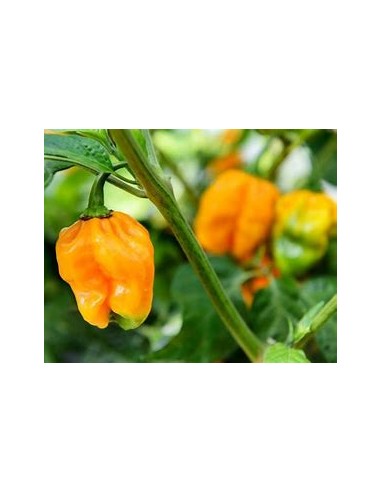 1 Planta de Chile ''Habanero orange''...