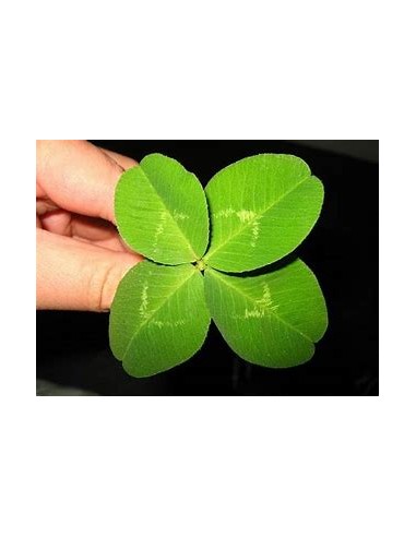 1 Royal 4-leaf clover plant (Trifolium spp.) - Online Nursery