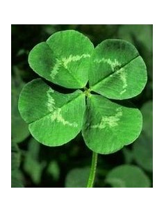 1 Royal 4-leaf clover plant... 2