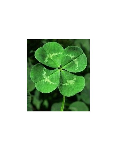 1 Royal 4-leaf clover plant (Trifolium spp.) -...