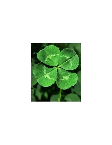 1 Royal 4-leaf clover plant (Trifolium spp.) - Online Nursery
