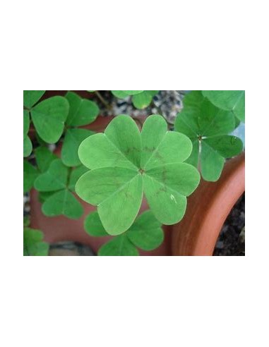 1 Royal 4-leaf clover plant (Trifolium spp.) -...