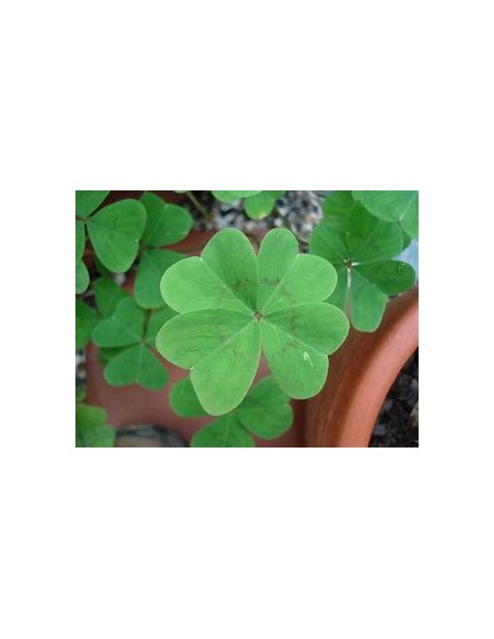 1 Royal 4-leaf clover plant (Trifolium spp.) - Online Nursery